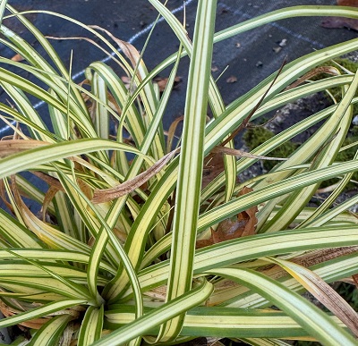 Carex oshimensis ‘Evergold’	